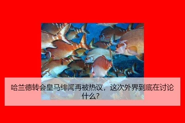 哈兰德转会皇马绯闻再被热议，这次外界到底在讨论什么？
